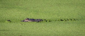 Phinizy Swamp Alligator   Augusta GA Panoramic 4786